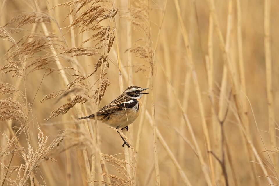 Das Braunkehlchen (Saxicola rubetra) überwintert südlich der Sahara und ist damit ein ausgesprochener Langstreckenzieher.