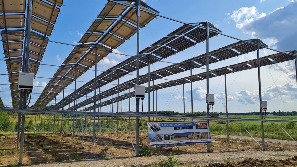 Unter den Photovoltaikmodulen wachsen in den kommenden Jahren Weißtannen und Nordmanntannen heran.