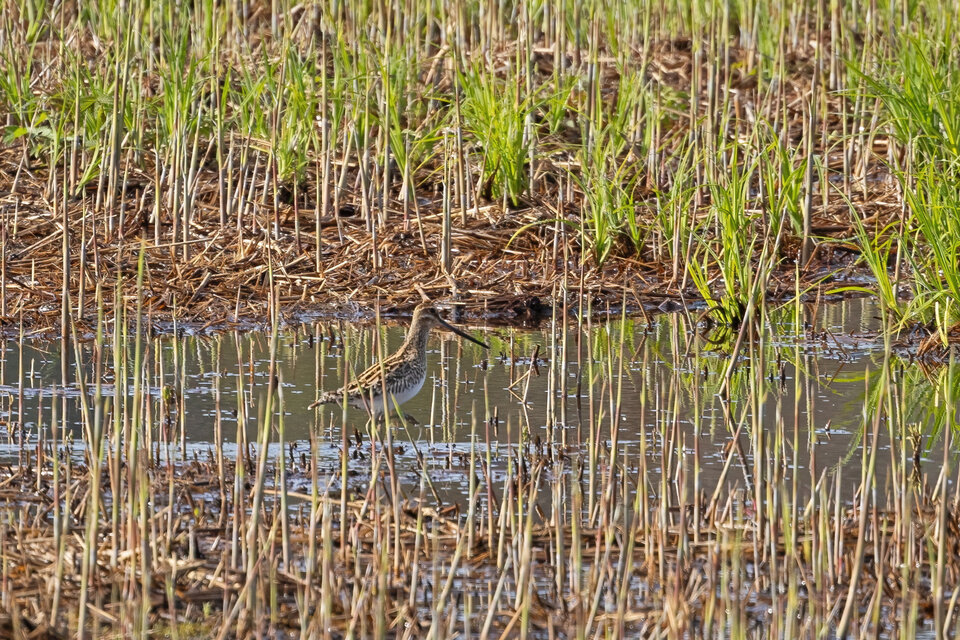 Im Naturschutzgebiet Zollhausried wurden umfangreich Gehölze entnommen. Als Erfolg konnte im Frühjahr 2024 die Bekassine (Gallinago gallinago) im Gebiet festgestellt werden.