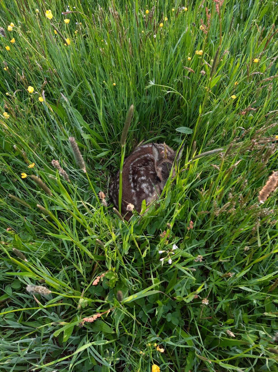 Bei einem ersten Einsatz der Drohnen wurde ein Rehkitz in einer Wiese entdeckt.