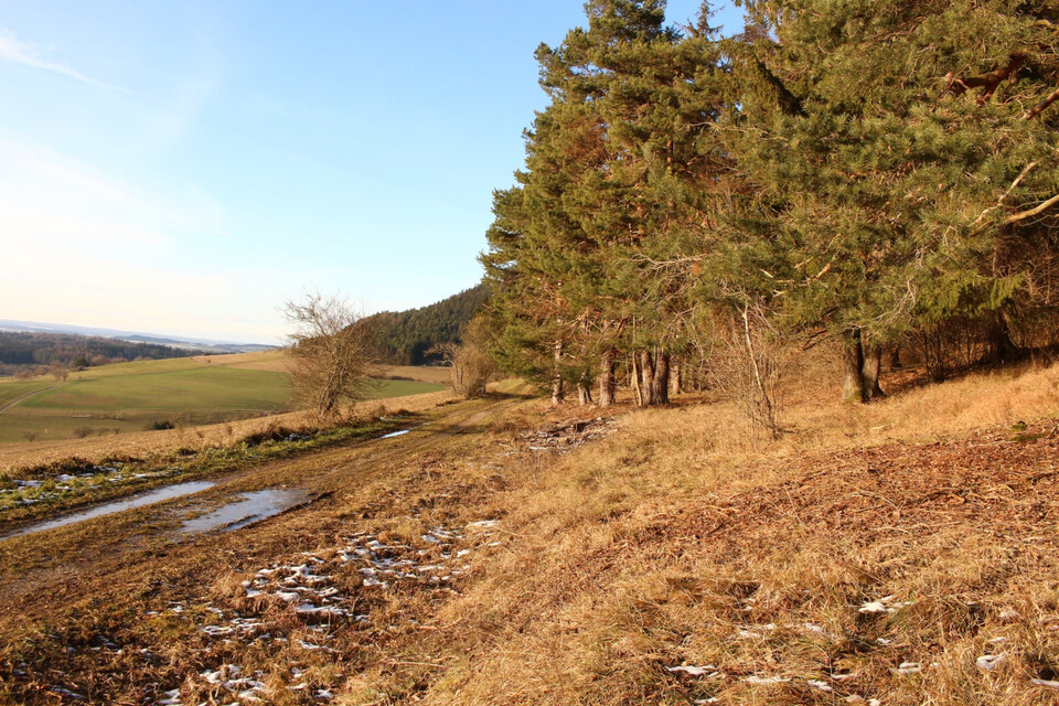 Durch Öffnung und Gestaltung von Waldrändern, wie hier am Rossberg (Gemarkung Geisingen), wird der Übergang zwischen Wald und Offenland verbessert. Zur Offenhaltung dieser meist trockenen und mageren Standorte muss eine Dauerpflege eingerichtet werden.