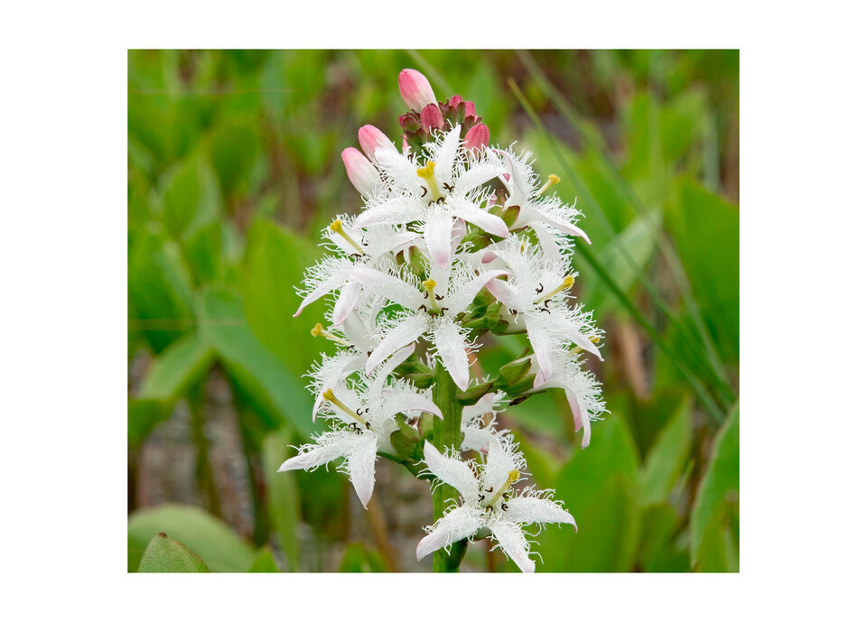 Der Fieberklee (Menyanthes trifoliata) ist als Wasser- oder Sumpfpflanzen in Deutschland und in Baden-Württemberg auf den Roten Listen jeweils mit 3 eingestuft. Er ist also bundesweit gefährdet.