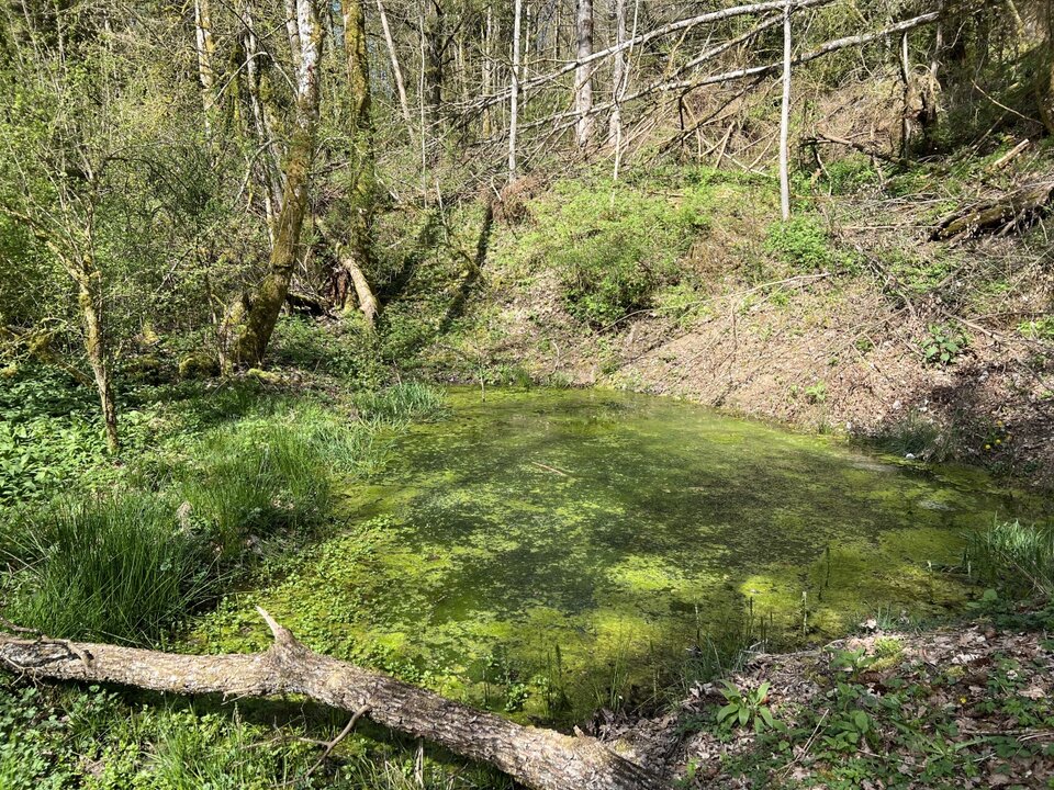 Solche Tümpel sind für Amphibien von besonderer Bedeutung. Für viele Arten ist es wichtig, dass sich die Kleingewässer im Frühjahr schnell aufwärmen. Deshalb müssen im Umfeld beschattende Gehölze beseitigt werden.