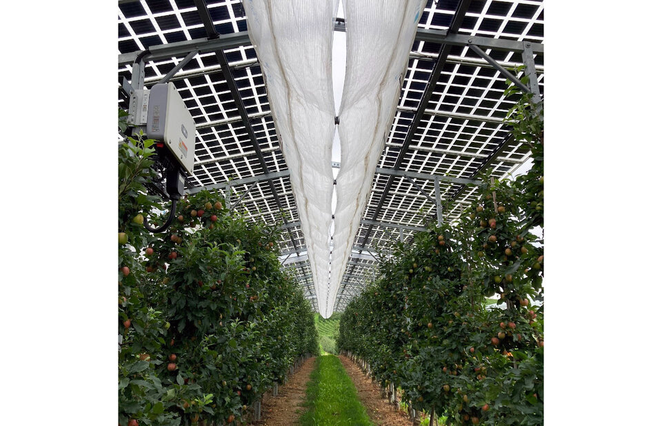 Wo früher noch Hagelschutznetze hingen, erstrecken sich mittlerweile Agri-Photovoltaikdächer über den Apfelbäumen.